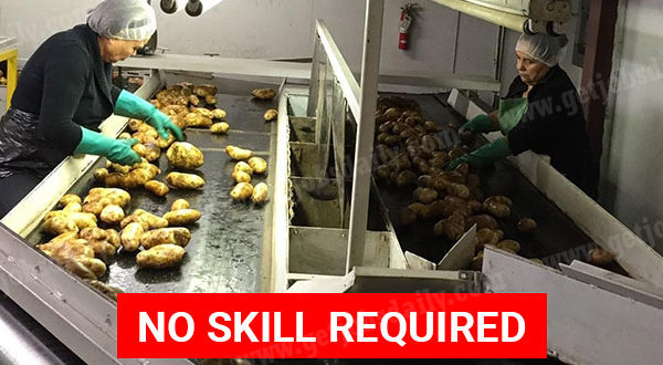 potato-packing-in-denmark-no-skill-required-apply-now